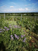 <p>le couvert végétal au printemps</p>